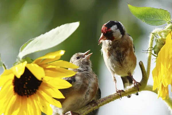 Pinzón Oro Europeo Carduelis Carduelis —  Fotos de Stock