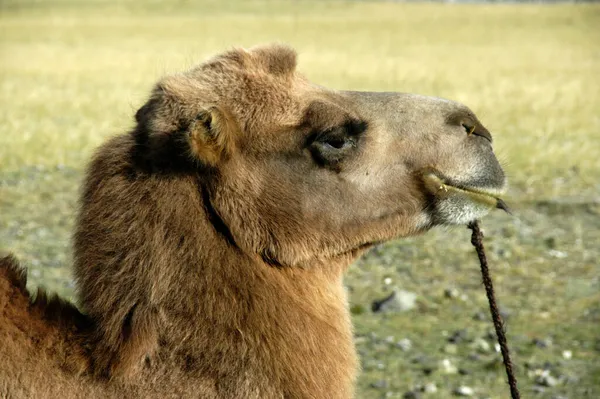 Cabeza Esponjosa Camello Bactriano Estepa Kharkhiraa Mongolia Altai Cerca Ulaangom —  Fotos de Stock