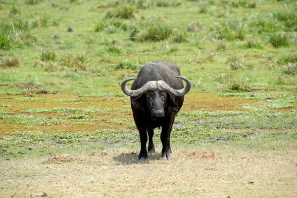 Parque Nacional Buffalo Amboseli Quênia — Fotografia de Stock