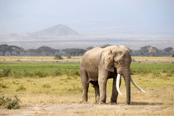 Big elephant with large tusks Amboseli National Park Kenya