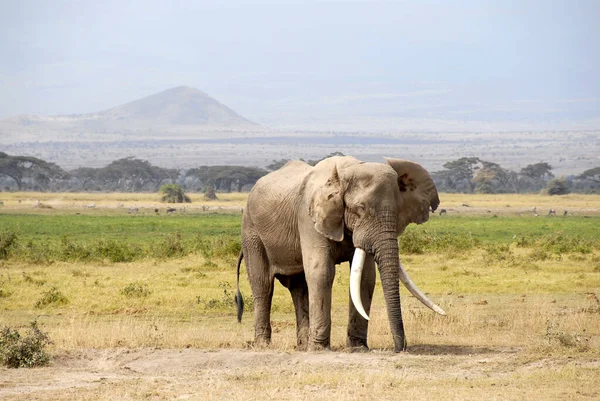 Grande Elefante Com Grandes Presas Parque Nacional Amboseli Quênia — Fotografia de Stock