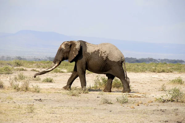 Großer Elefant Amboseli Nationalpark Kenia — Stockfoto