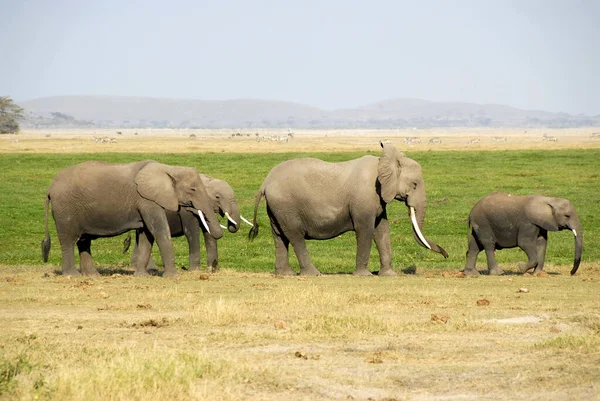 Elefantes Pequeno Grande Parque Nacional Amboseli Quênia — Fotografia de Stock