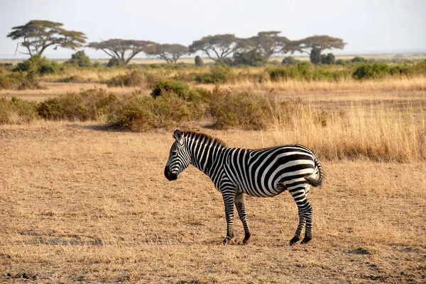 Cebra Con Acacias Sabana Parque Nacional Amboseli Kenia —  Fotos de Stock
