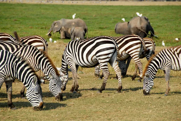 Zebras Elephants Grazing Amboseli National Park Kenya — Stock Photo, Image