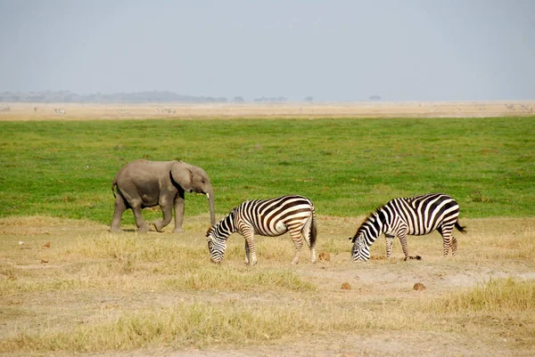 Kleiner Elefant Mit Zwei Zebras Amboseli Nationalpark Kenia — Stockfoto