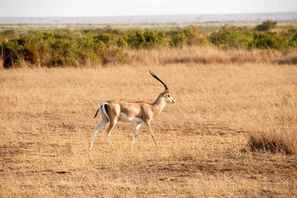 Travnatá Krajina Antilopy Národním Parku Savanna Amboseli Keňa — Stock fotografie