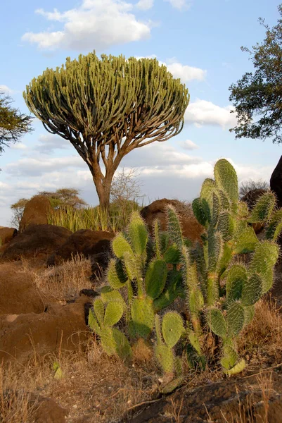 Suckulenter Euphorbia Och Kaktus Nationalparken Amboseli Kenya — Stockfoto