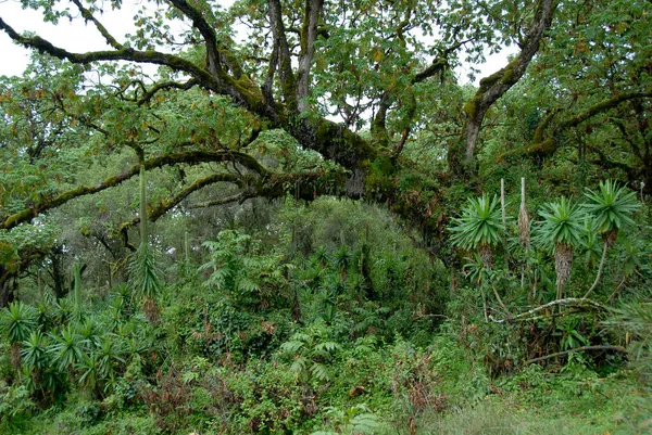 Selva Prístina Bosque Montano Parque Nacional Monte Kenia Kenia —  Fotos de Stock