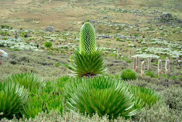 Natural Garden Endemic Giant Lobelias Lobelia Deckenii Ssp Keniensis Lobelia — Stock Photo, Image