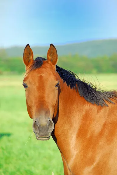 Caballo Marrón Equus Ferus Caballus Campo — Foto de Stock
