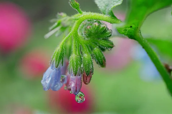 Morning Dew Leningrad Region Russia — Stock Photo, Image