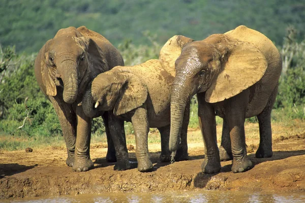 Elefante Africano Loxodonta Africana Addo África Sul — Fotografia de Stock