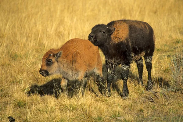 Bison Bezerros Yellowstone Eua — Fotografia de Stock