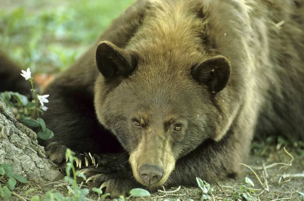 Baribal Black Bear Brown Ursus Yellowstone Сша — стоковое фото