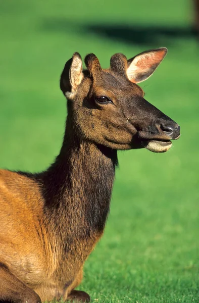 Wapiti Elk Young Bull Junger Bulle Cervus Elaphus Yellowstone Eua — Fotografia de Stock