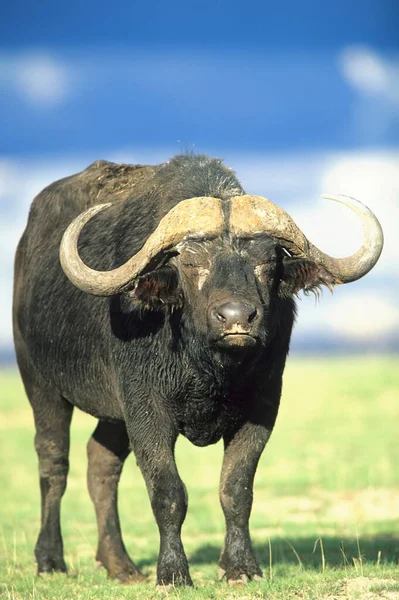 Afrikanischer Büffel Syncerus Caffer Amboseli Kenia Afrika — Stockfoto