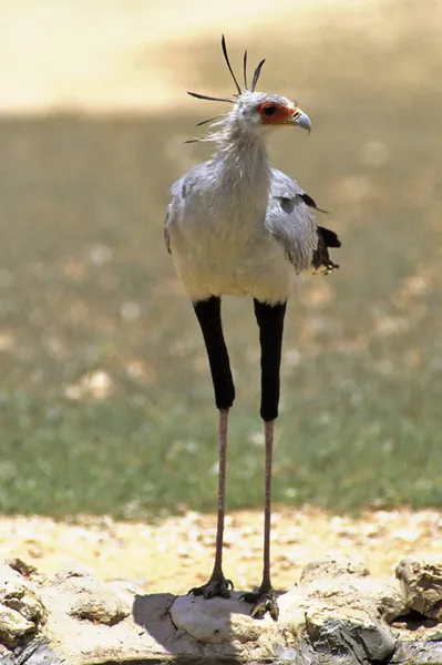 Secretário Bird Sagitário Serpentário Kalahari Gemsbok África Sul — Fotografia de Stock