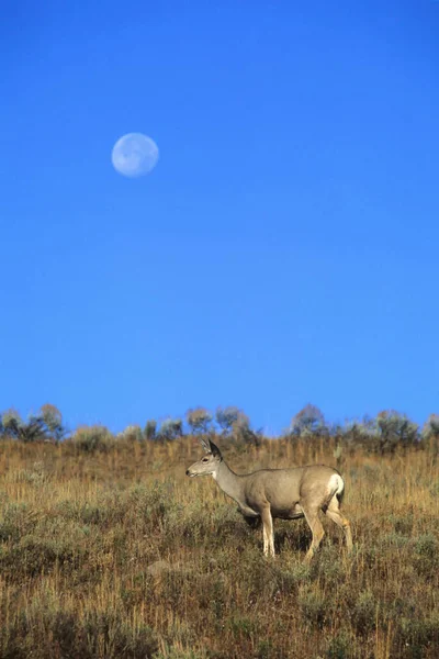 Veado Mule Doe Moon Odocoileus Hemionus Yellowstone Eua — Fotografia de Stock