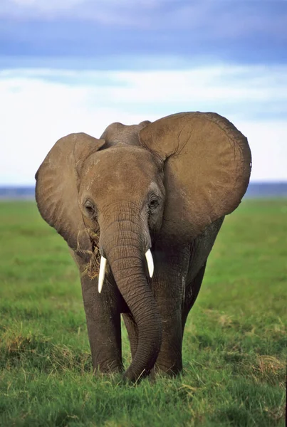 Éléphant Afrique Loxodonta Africana Amboseli Kenya Afrique — Photo