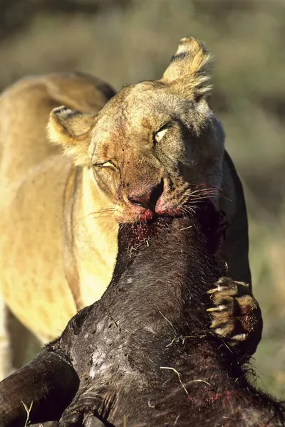 Leão Africano Matando Buffalo Leão Panthera Masai Mara Quênia África — Fotografia de Stock