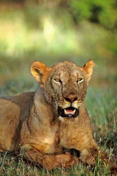 Африканський Лев Самиця Пантера Лев Самбуру Кенія Африка — стокове фото