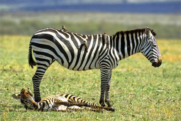 Zebra Źrebak Equus Burchellii Masai Mara Kenia Afryka — Zdjęcie stockowe