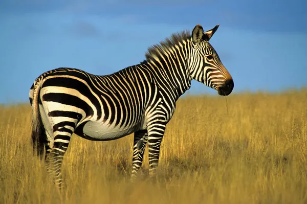 Cape Mountain Zebra Equus Zebra Zebra Zebra Sudáfrica — Foto de Stock