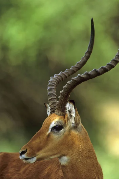 Impala Buck Aepyceros Melampus Samburu Kenia África —  Fotos de Stock