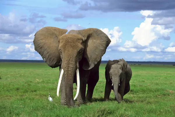Elefante Africano Com Jovens Amboseli Quênia África — Fotografia de Stock