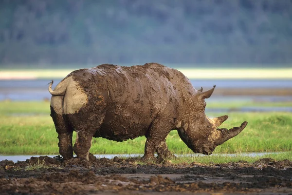 White Rhinoceros Ceratotherium Simum Lake Nakuru Kenya Africa — Stock Photo, Image