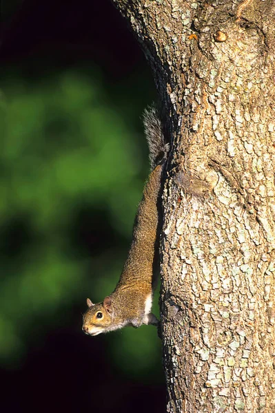 Eastern Gray Squirrel Sciurus Carolinensis Florida Eua — Fotografia de Stock