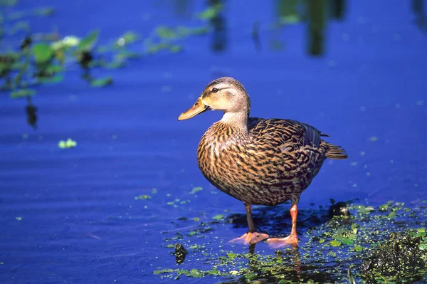 Mottled Duck Anas Fulvigula Florida Usa — Stock Photo, Image