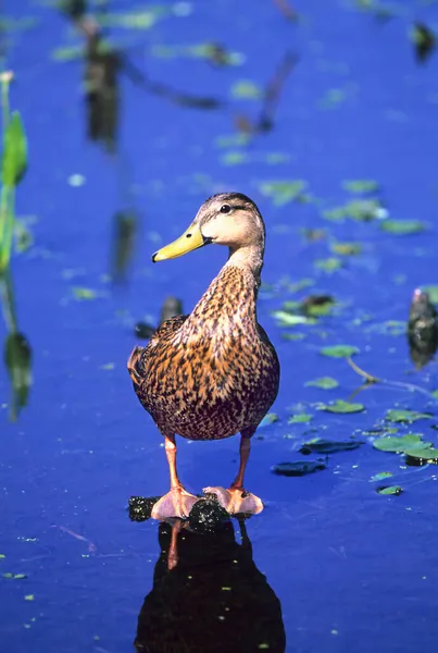 Mottled Duck Anas Fulvigula Florida Verenigde Staten — Stockfoto