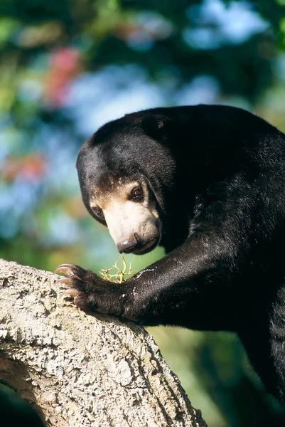 Malayan Sun Bear Toneelstukken Helarctos Malayanus Zoo — Stockfoto