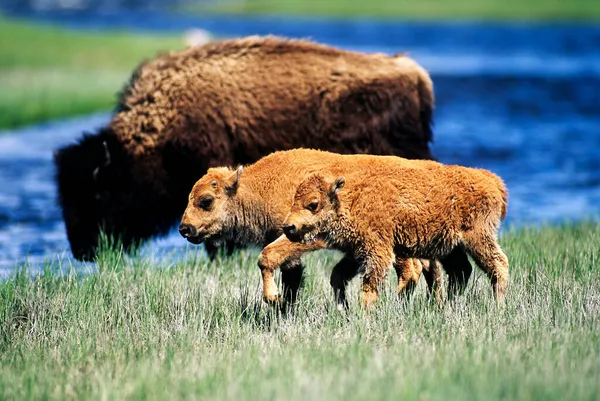 Bison Caminhada Bezerros Yellowstone Eua — Fotografia de Stock