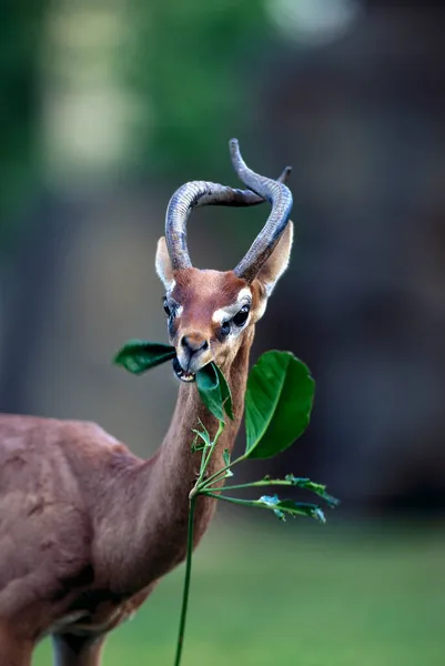 Gerenuk Litocranius Walli Male Eating Leaves Zoo Florida Usa — 스톡 사진