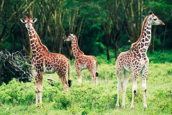 Giraffa Camelopardalis Lago Nakuru Keyna África —  Fotos de Stock