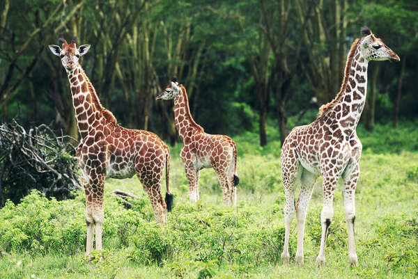 Giraffa camelopardalis, Lake Nakuru, Keyna, Africa