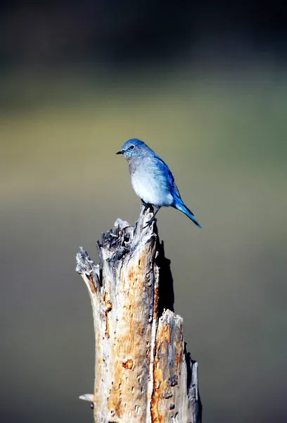 Mountain Bluebird Sialia Currucoides South Dakoata Usa — Stock fotografie