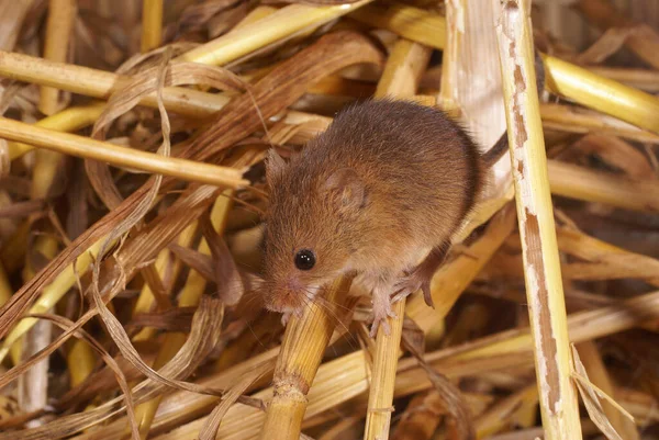 収穫マウス マイクロマイクロ分 — ストック写真