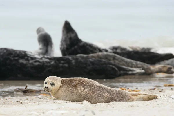 Young Grey Seal Halichoerus Grypus Beach — Stock Photo, Image