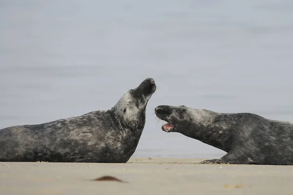 Grey Seals Halichoerus Grypus Beach — Stock Photo, Image