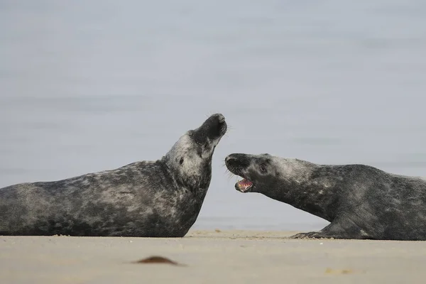 Focas Grises Halichoerus Grypus Playa —  Fotos de Stock