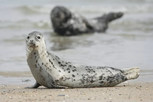 Jeune Phoque Gris Halichoerus Grypus Sur Plage — Photo