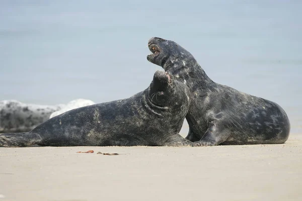 海滩上的灰海豹 Halichoerus Grypus — 图库照片