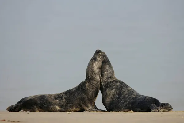 Sigilli Grigi Halichoerus Grypus Sulla Spiaggia — Foto Stock