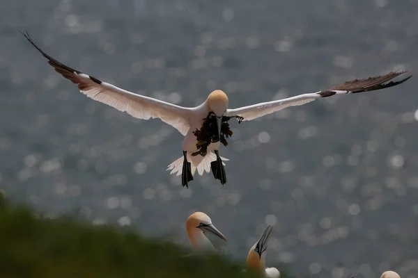 Alcatraces Del Norte Sula Bassana Volando Con Material Anidación —  Fotos de Stock