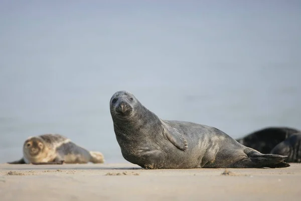 Grey Seals Halichoerus Grypus Beach — Stock Photo, Image