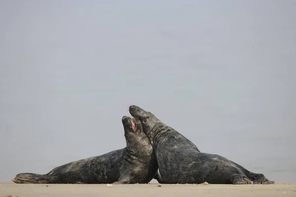 海滩上的灰海豹 Halichoerus Grypus — 图库照片